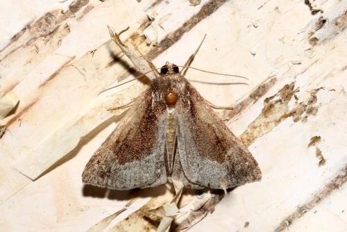 Hypena crassalis